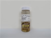 藏品(五色鳥)的圖片